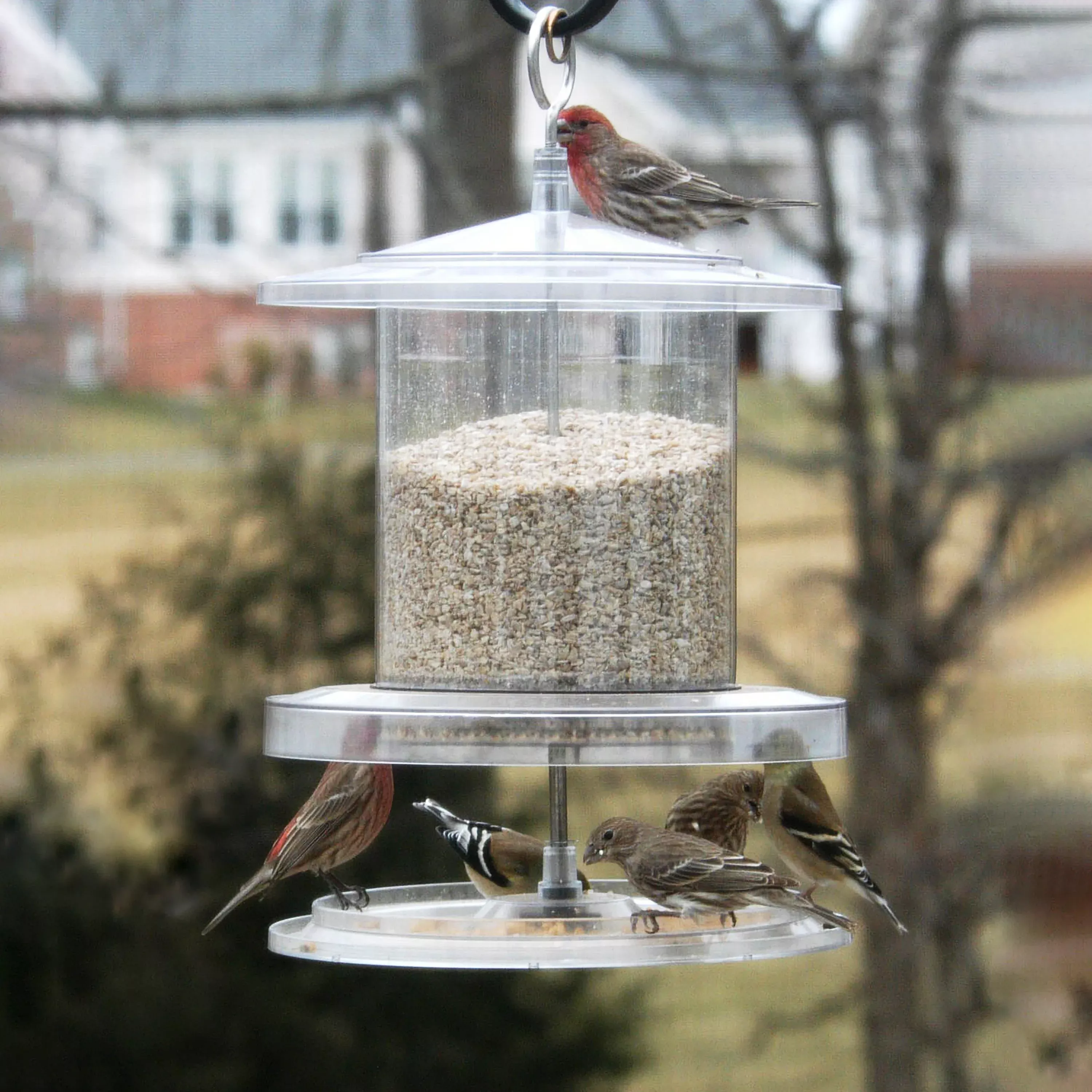 All-Weather 6-Quart Clear Feeder