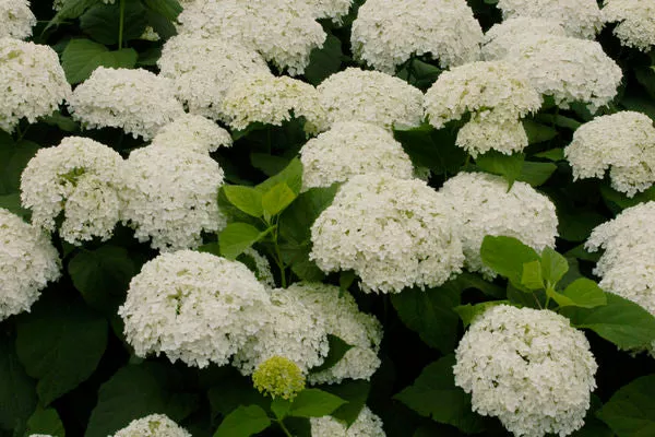 Annabelle Hydrangea