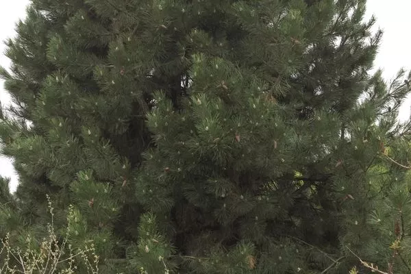 Austrian Pine