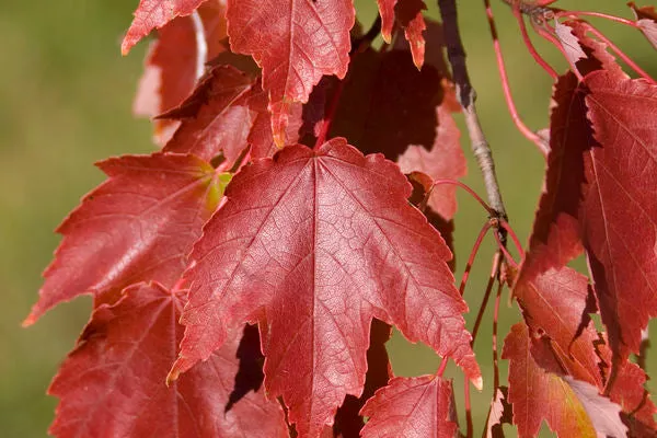 Autumn Radiance Maple