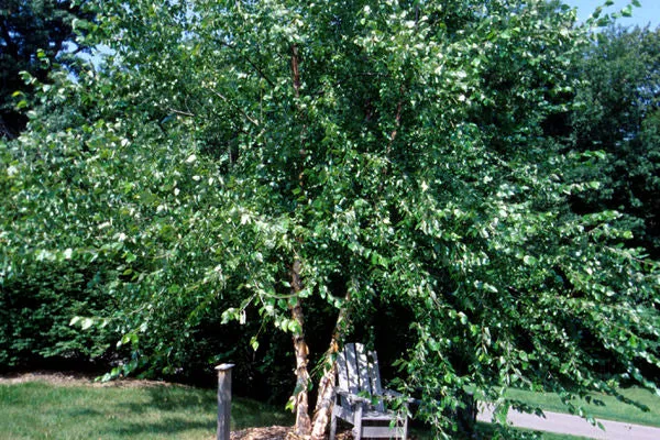 Betula- River Birch #10