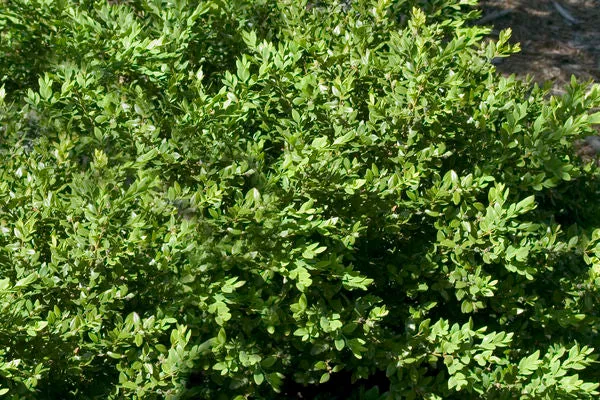 Buxus- Green Velvet Boxwood-Green : 2 Gallon