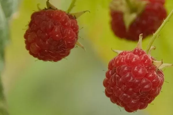 Caroline Raspberry-1 Gallon