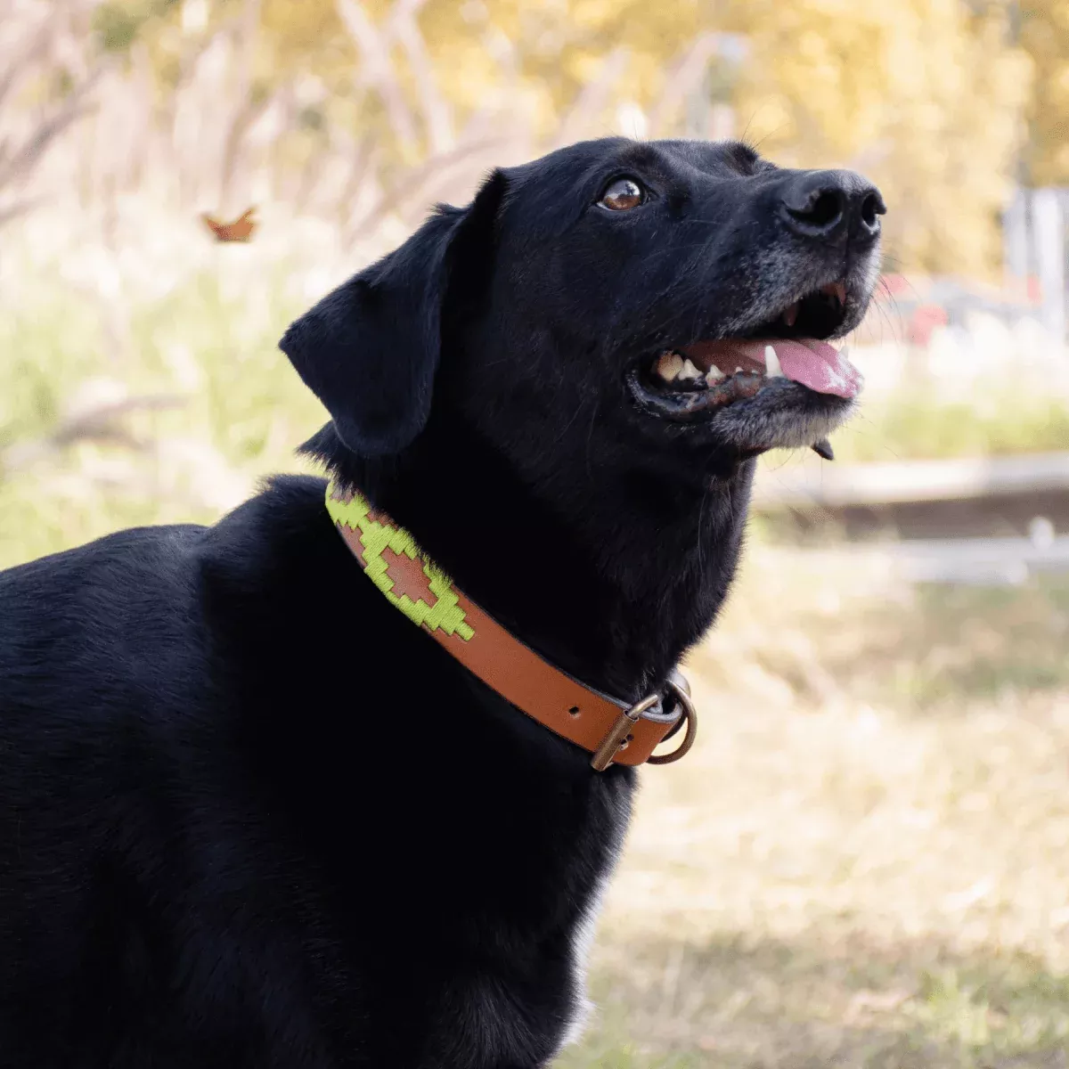 Embroidered Leather Dog Collar (Apple Green)