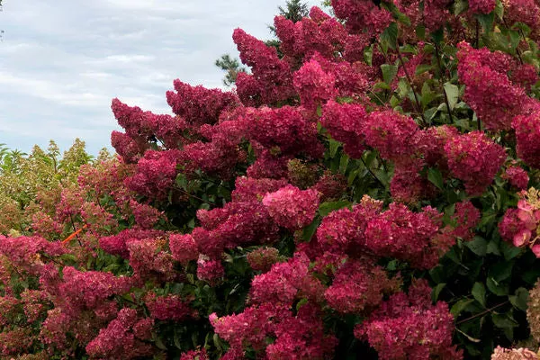First Editions Berry White Panicle Hydrangea