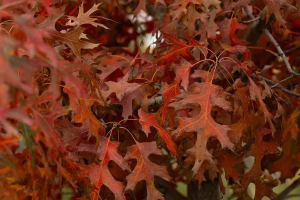 First Editions Majestic Skies™ Northern Pin Oak