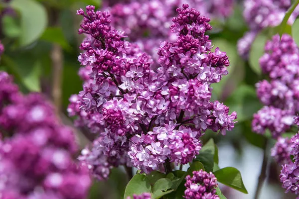 First Editions Virtual Violet Lilac