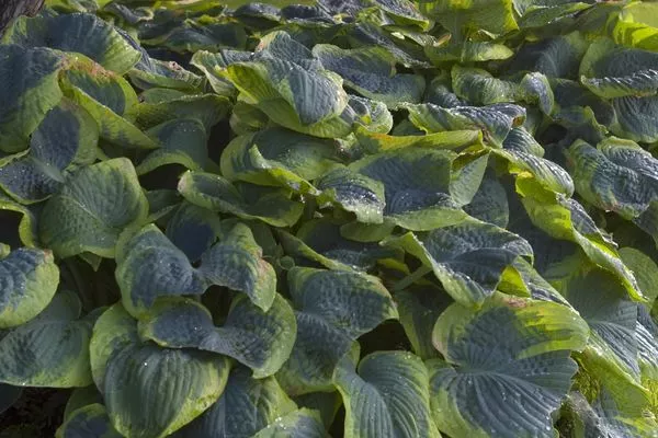 Hosta - Frances Williams