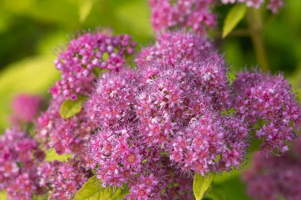 Little Spark Spiraea-2 Gallon
