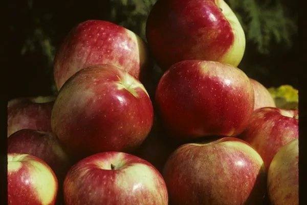 Malus - Zestar Apple - 5 Gallon