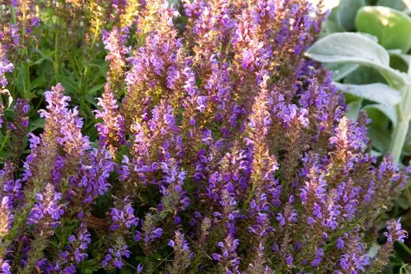 Marcus Salvia