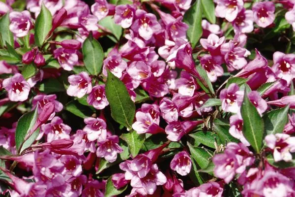 Minuet Weigela