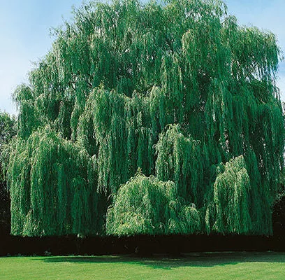 Niobe Weeping Willow