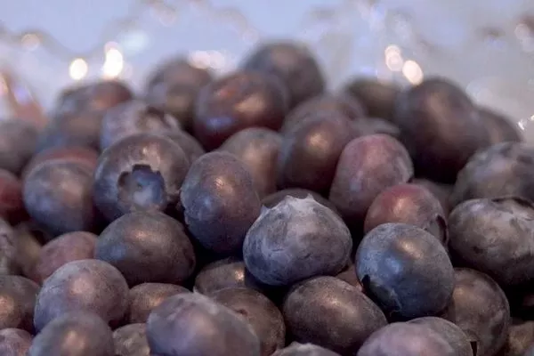 Northblue Blueberry