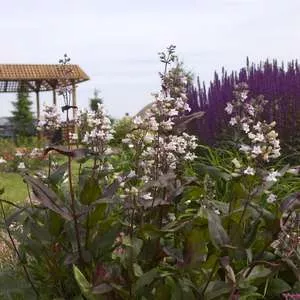 Penstemon- Husker Red Beardtongue