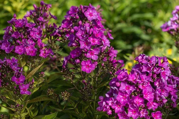 Phlox - Grape Lollipop