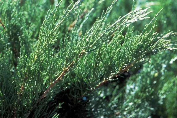 Sea Green Juniper