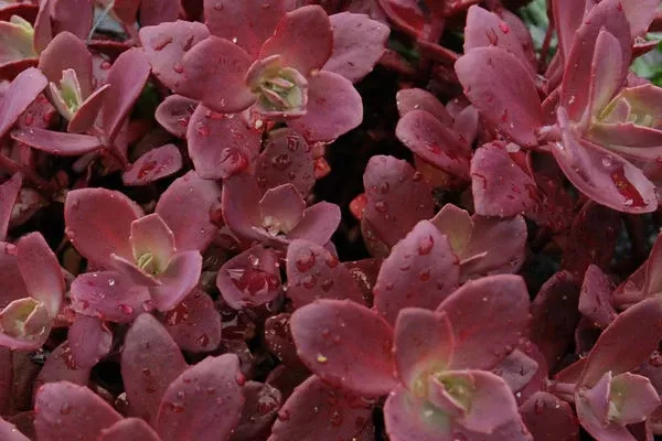 Sedum- Sunsparkler Firecracker