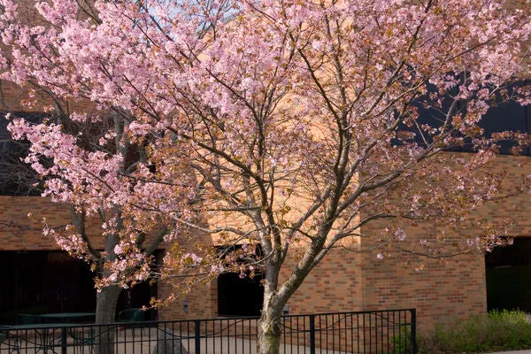 Spring Wonder™ Sargent Cherry