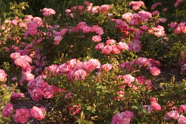 Sunrise Sunset Rose