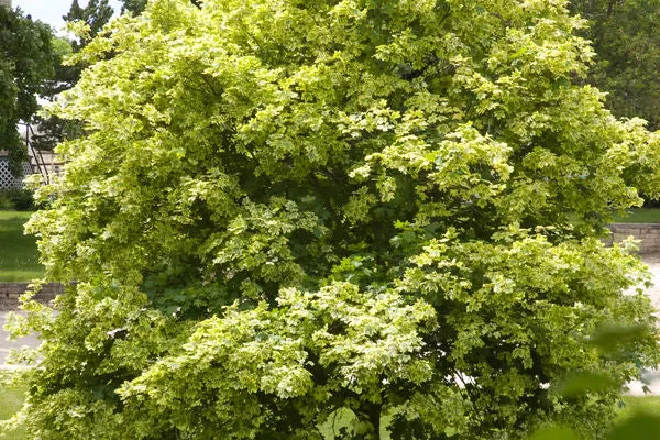 Variegated Norway Maple