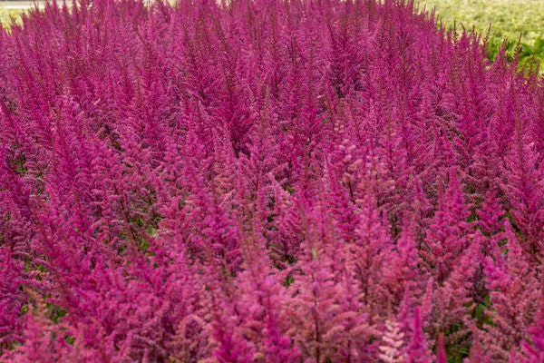Vision In Red Astilbe